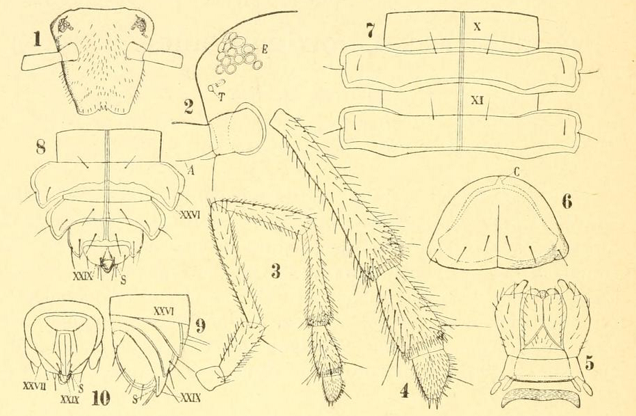 Представитель Семейства Urochordeumatidae